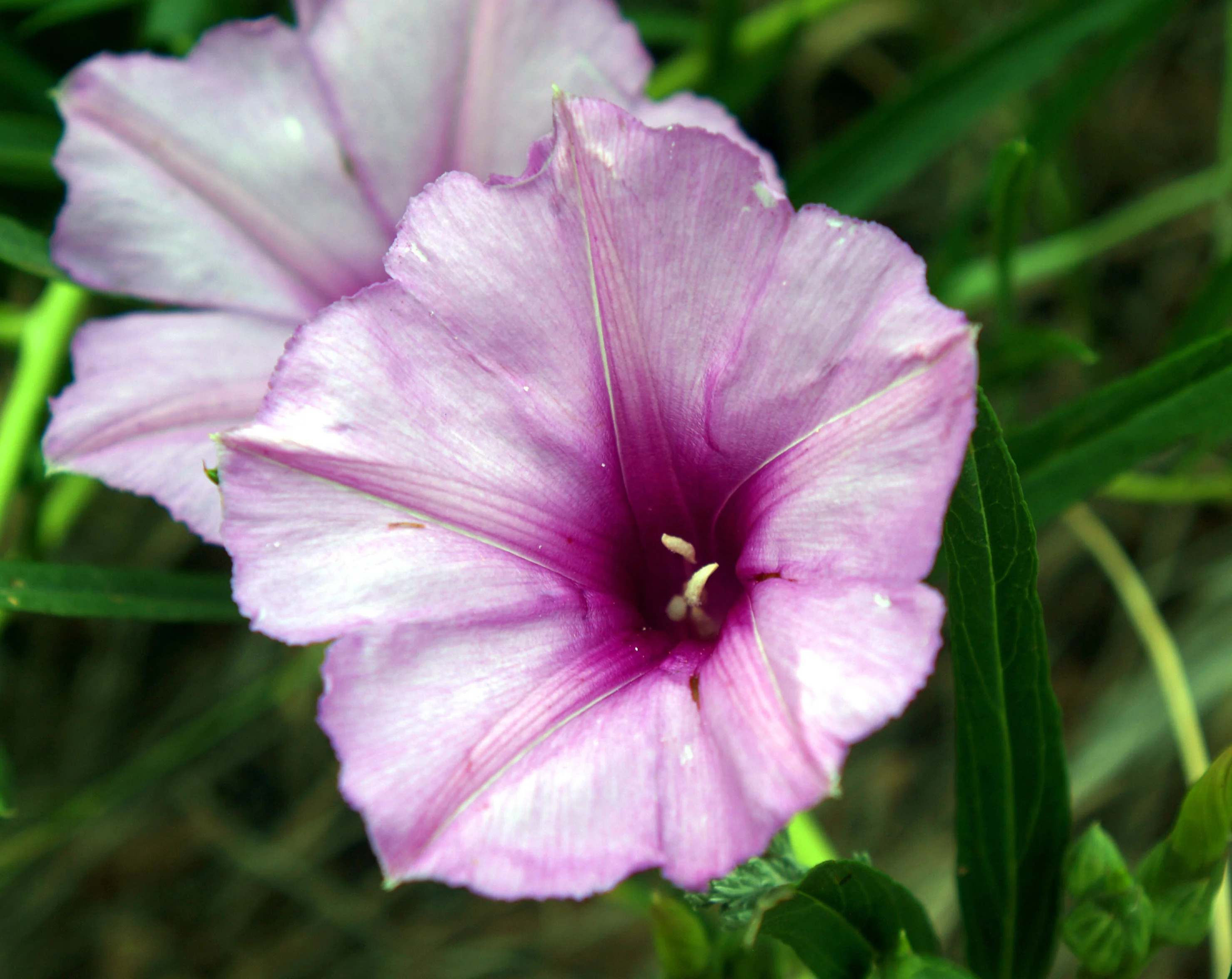 Native Plant Seeds